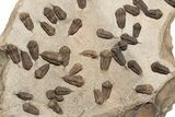 Trilobite (Sokhretia?) Mortality Plate - Erfoud, Morocco #189919-2